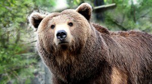 grizzlyBear_photofurl