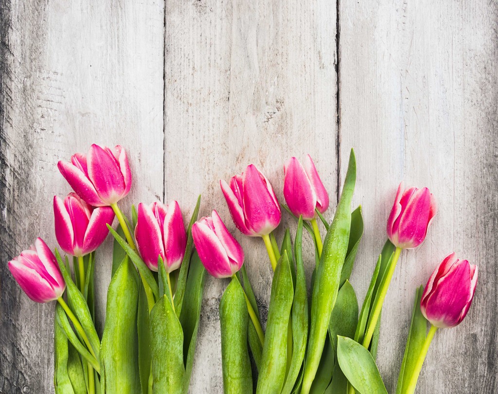 tulips