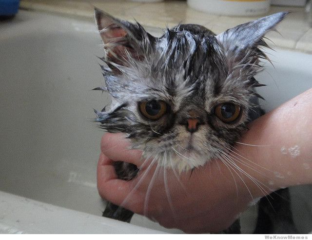 sad-cat-bath