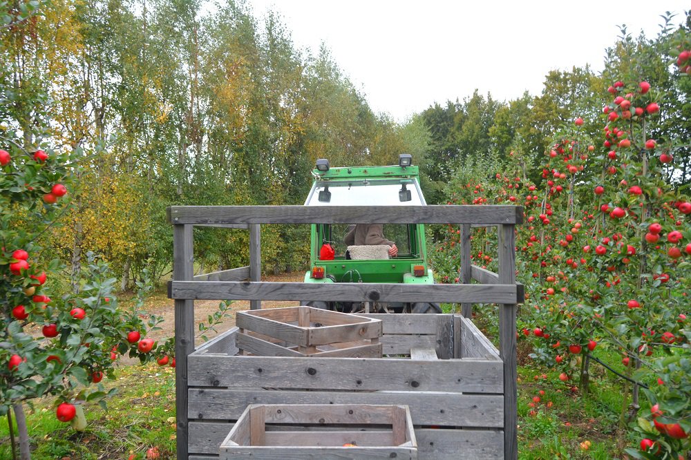 7-applepickingkallagarden