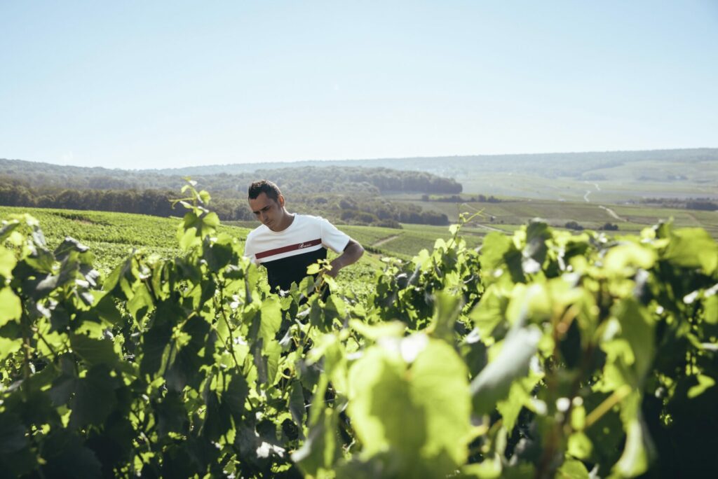 French vineyard