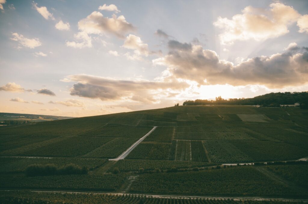 Chalky terroir of the Marne valley creates perfect conditions for the grapes that make up Champagne