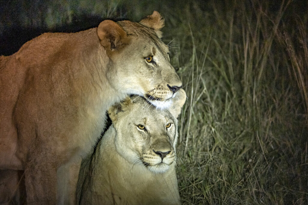 Lions at Shambala Private Game Reserve