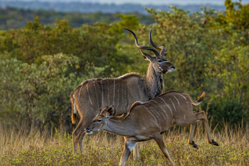 Antelope at Shambala Private Game Reserve
