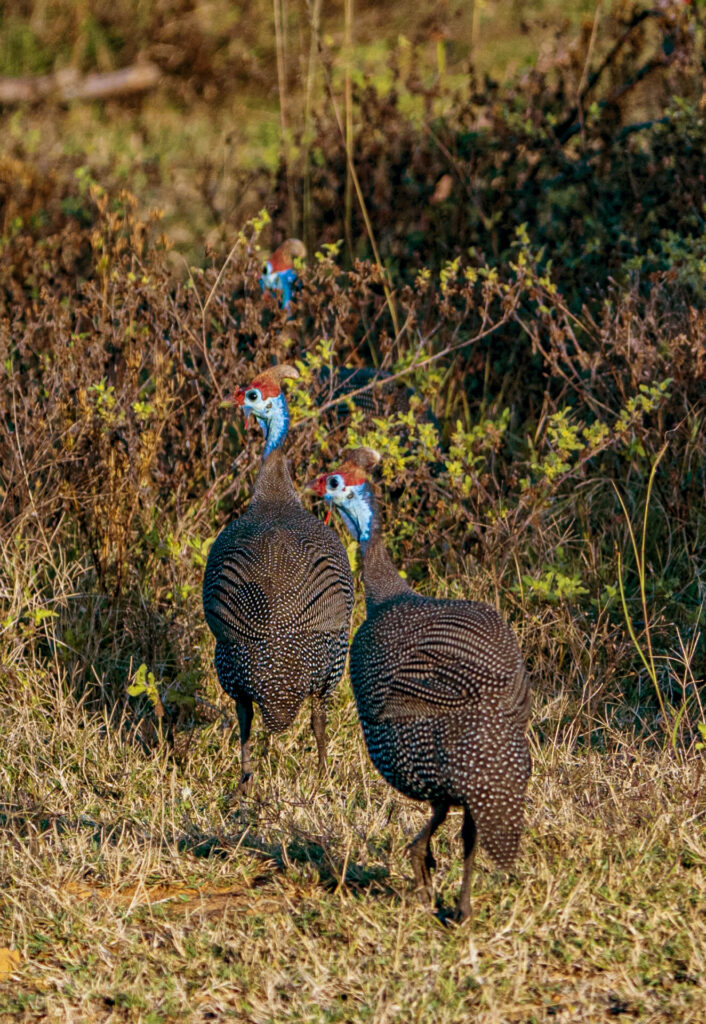 Blue helmeted grouse at Shambala Private Game Reserve