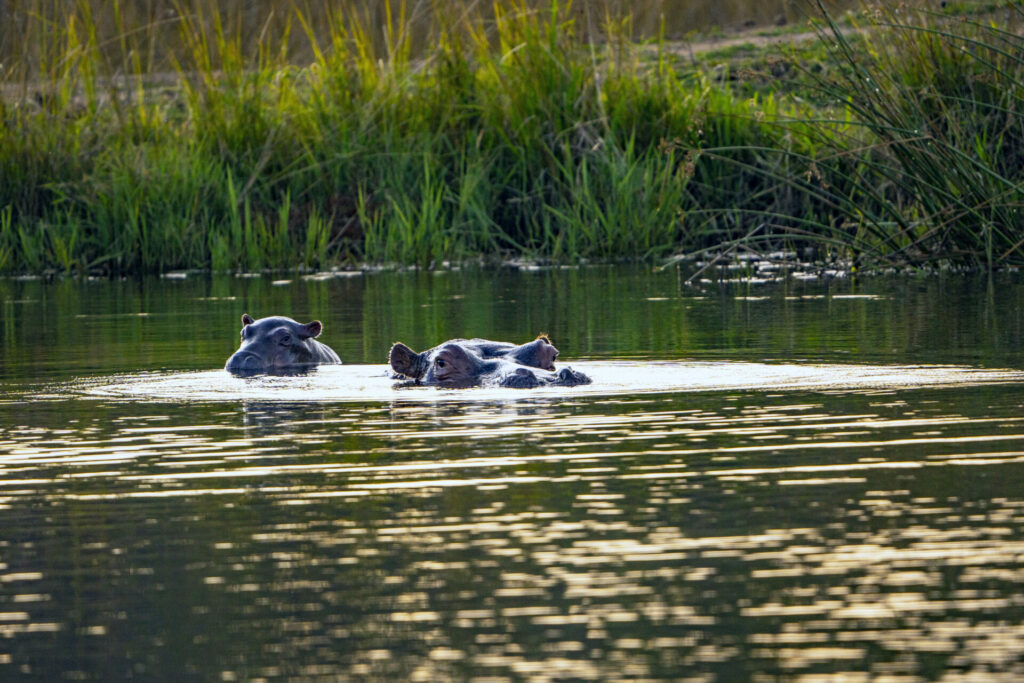 Hippos at Shambala Private Game Reserve