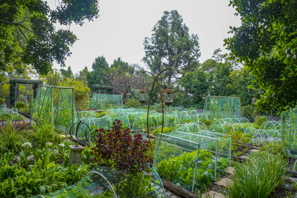 The organic rooftop garden at The Saxon