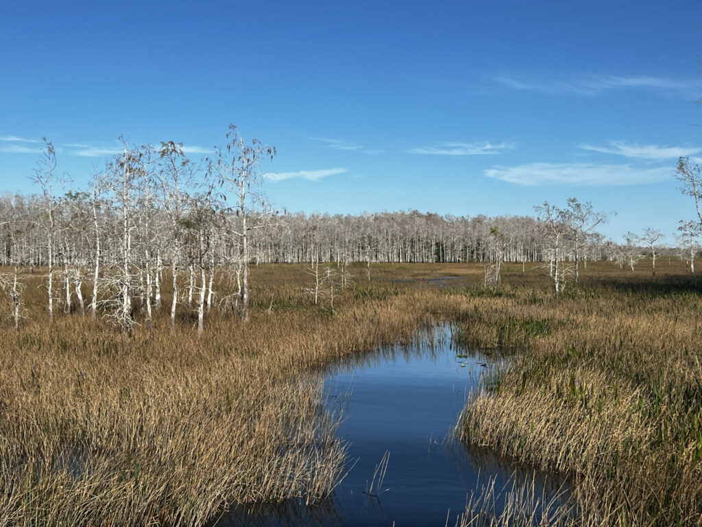 The Everglades in the dry winter season