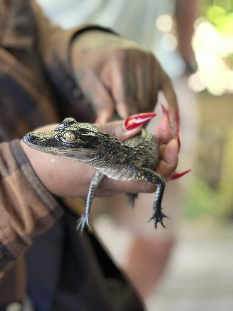 'Birthmark' the baby alligator