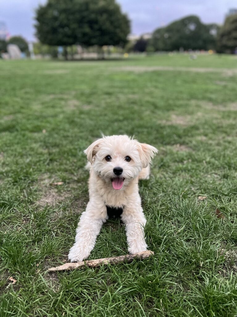 A small dog sits in a field with a stick in front of it