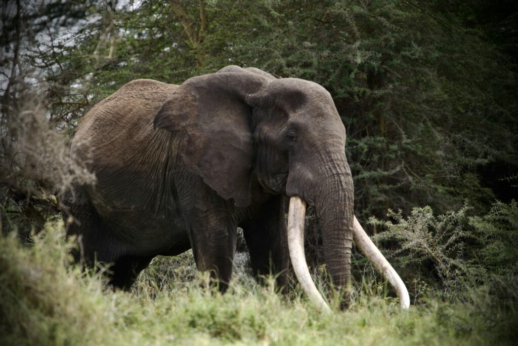 African elephants