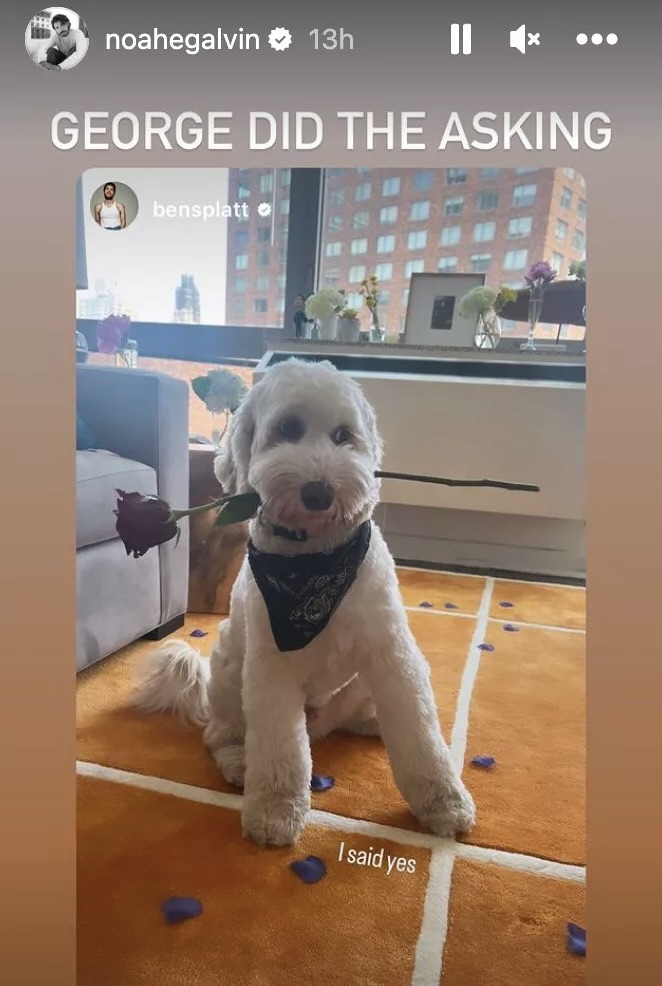 Noah Galvin and Ben Platt's dog with a red rose in his mouth