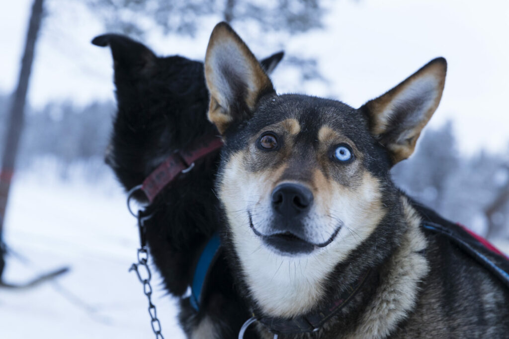 Two huskies, one looking into the camera.