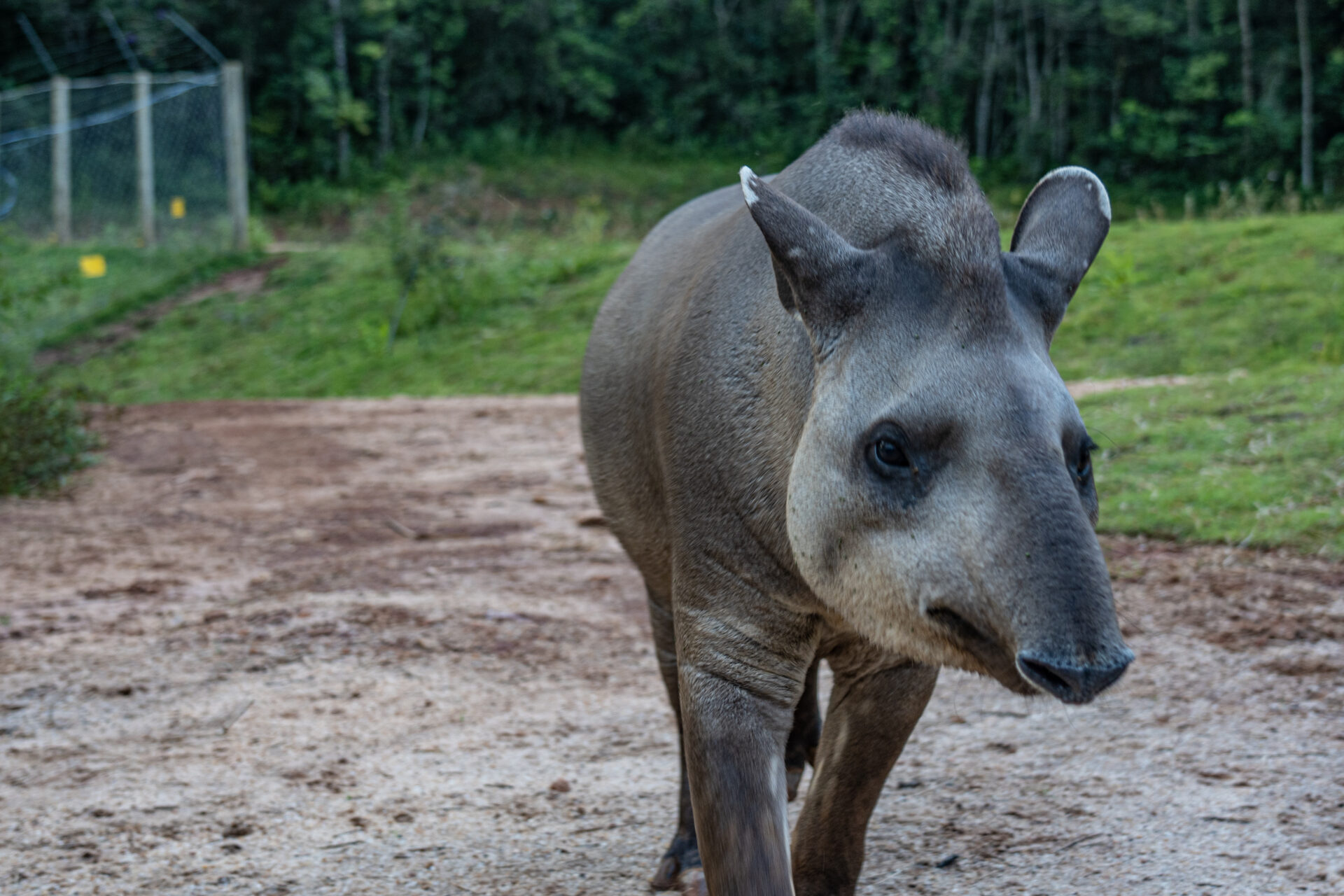 Tapir Rio Brazil: Exploring Rio de Janerio's gay scene - Attitude