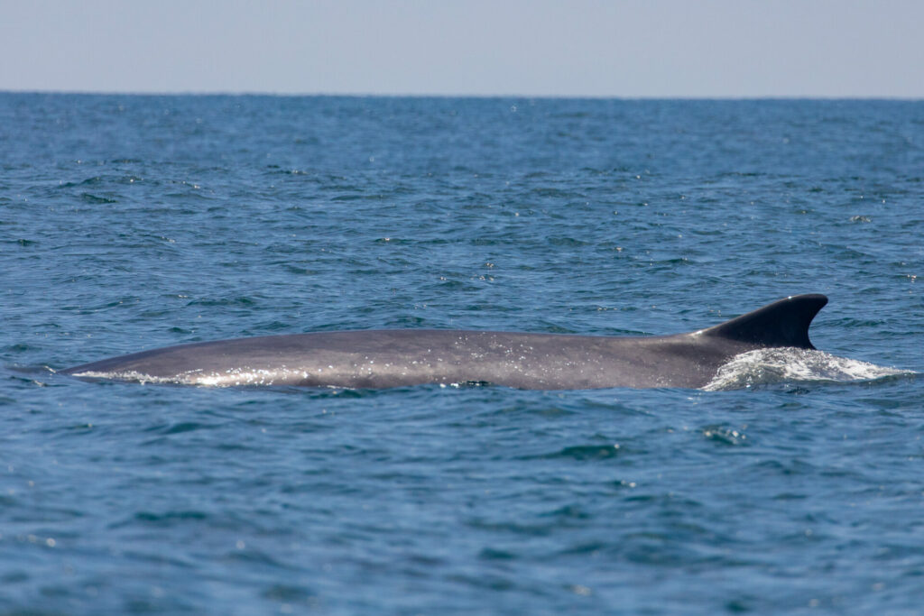 Whale Watching with Newport Coastal Adventure