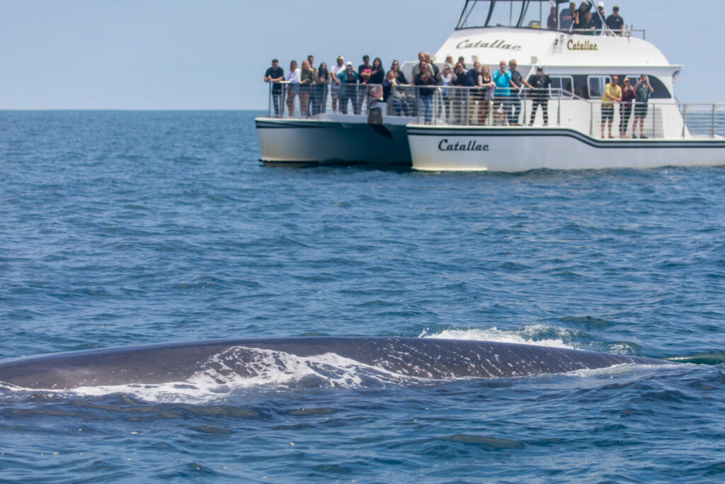 Whale Watching with Newport Coastal Adventure