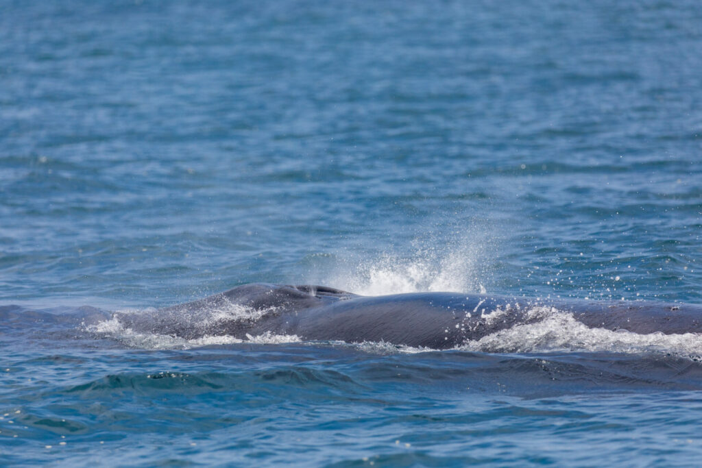 Whale Watching with Newport Coastal Adventure