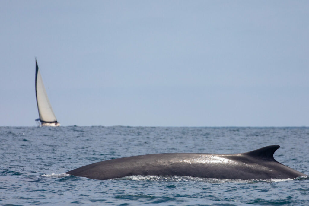 Whale Watching with Newport Coastal Adventure