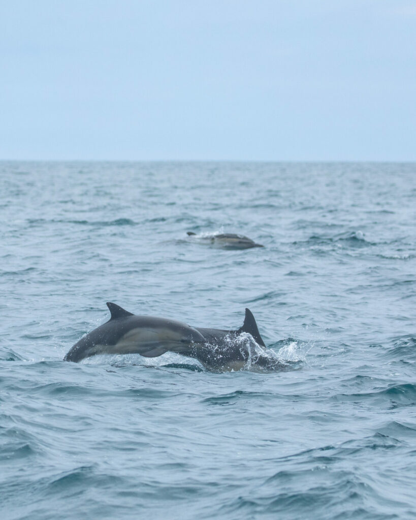 Whale Watching with Newport Coastal Adventure