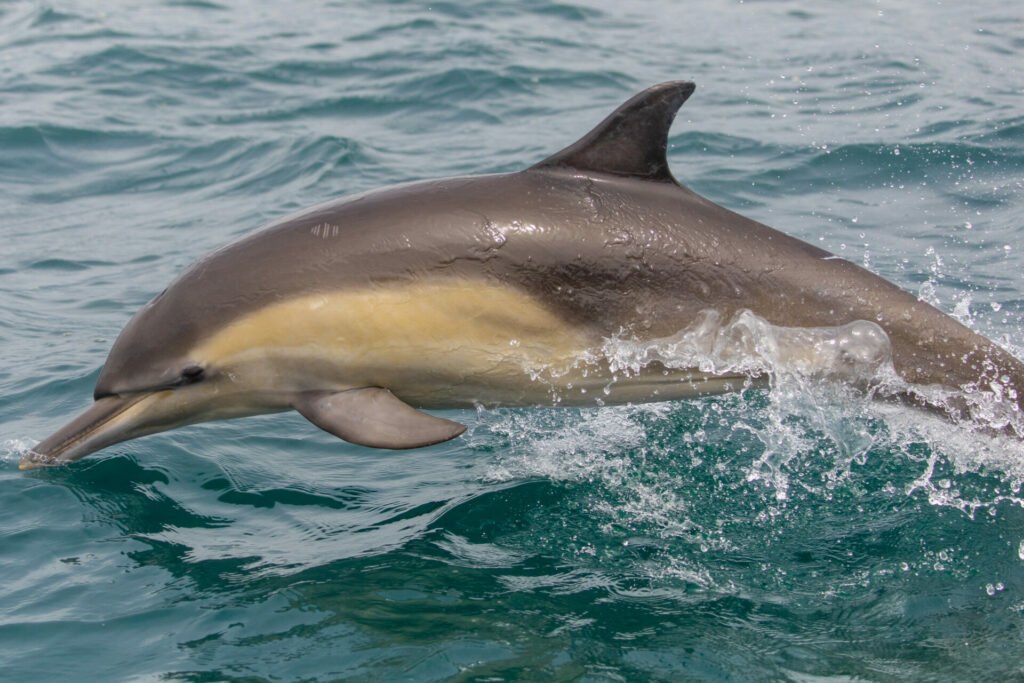 Whale Watching with Newport Coastal Adventure