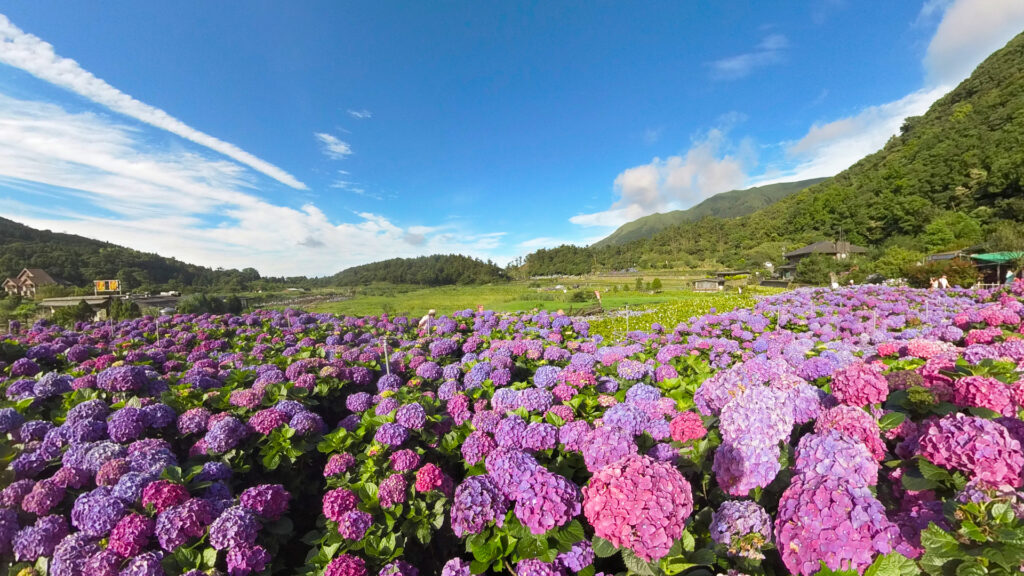 A field of purple flowers against green hills and a blue sky