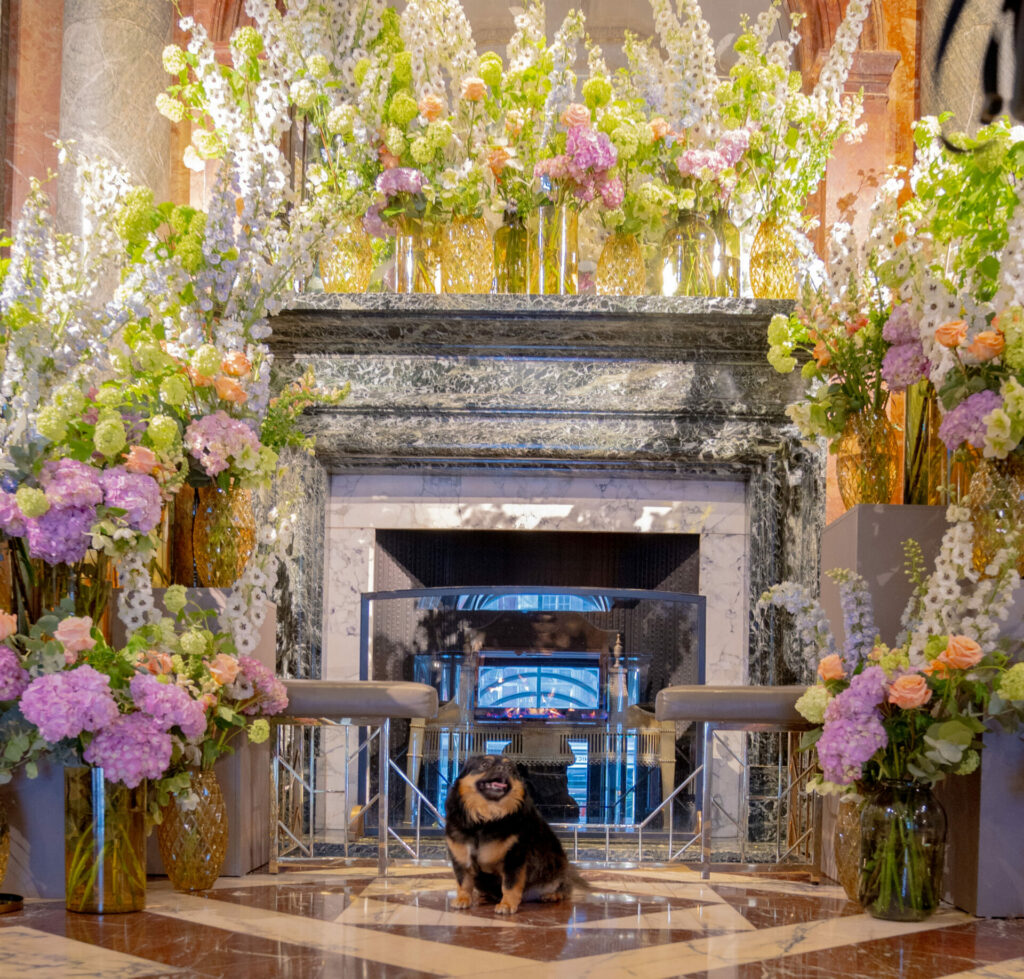 Freddie in the lobby of the Mandarin Oriental Hyde Park