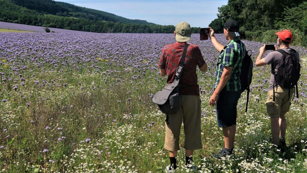 A trio of men walk in a field with purple flowers