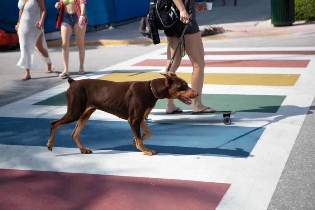 Aa dog being walked over a pride coloured crosswalk