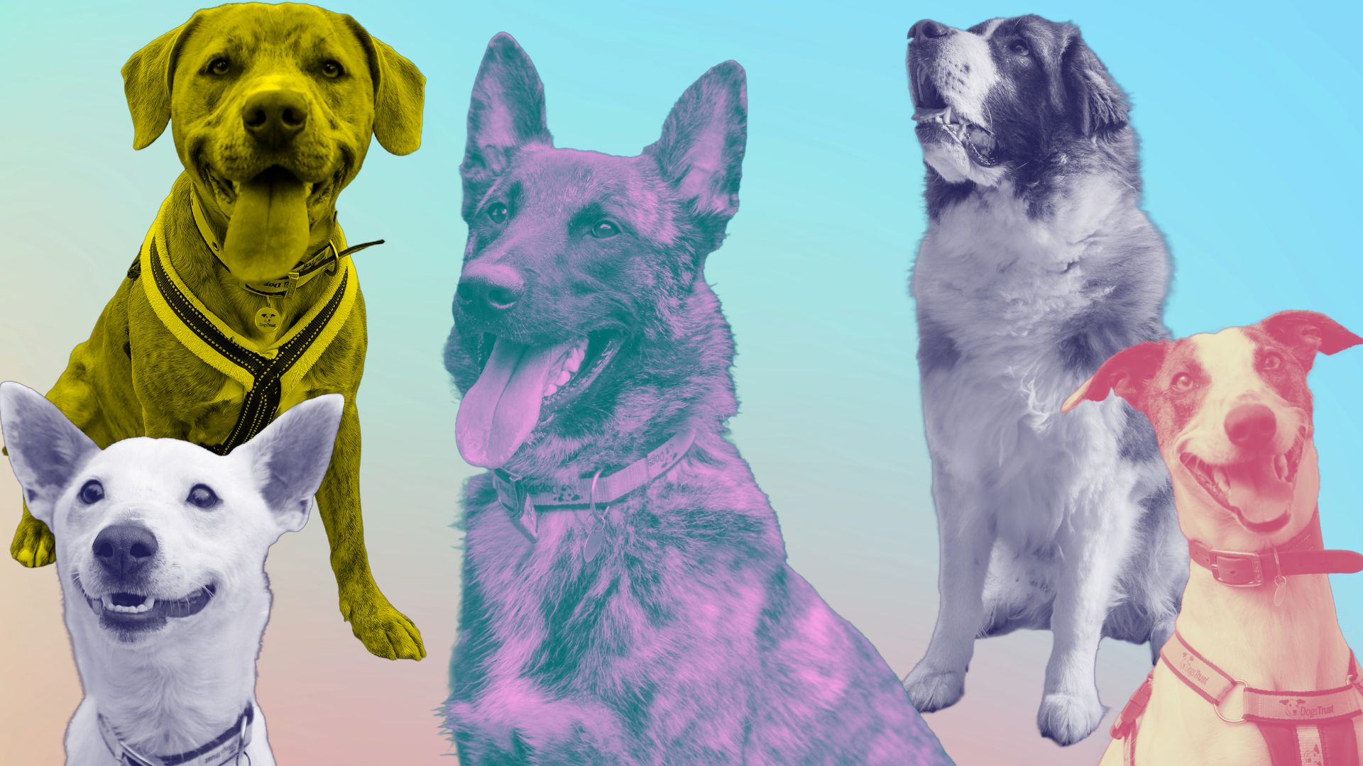 A stylised montage of dogs over a colourful background