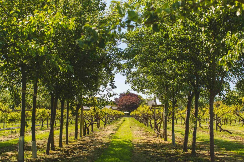 A view of vineyards in a Jersey wine estate