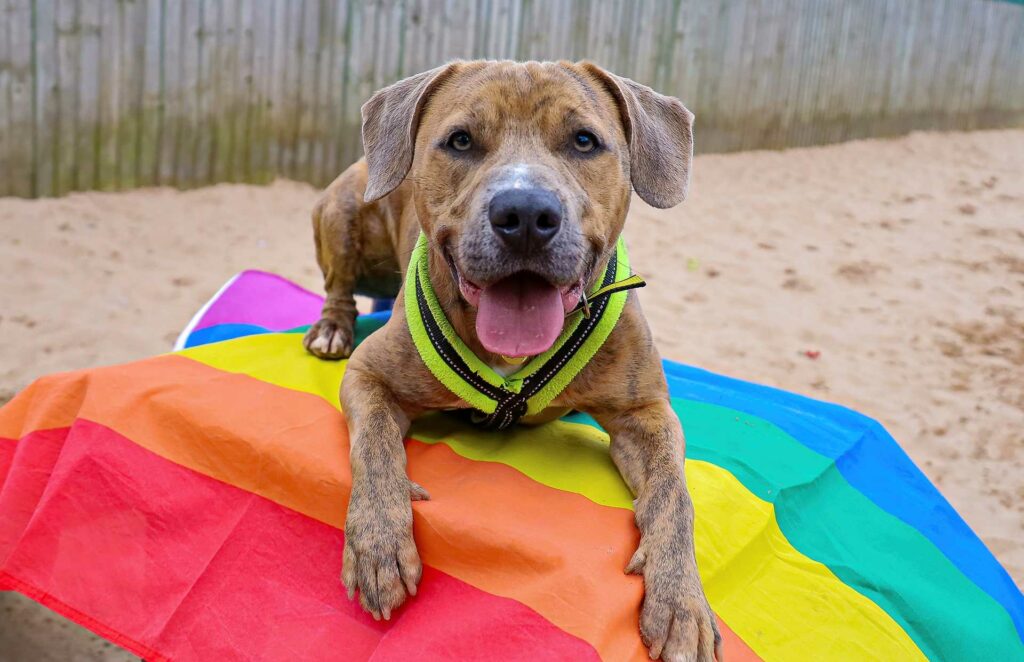 A brown dog sitting on a rainbow flag