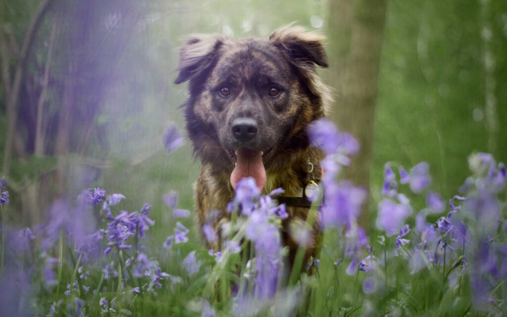 A brown dog running through a field of purple flowers