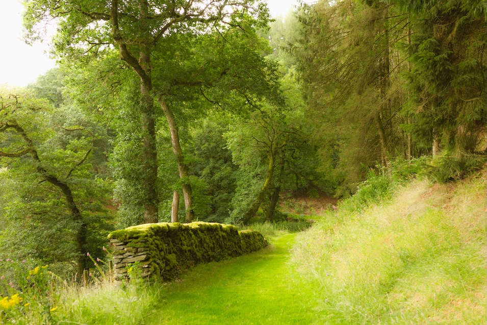 a green scene in a forest near the main building