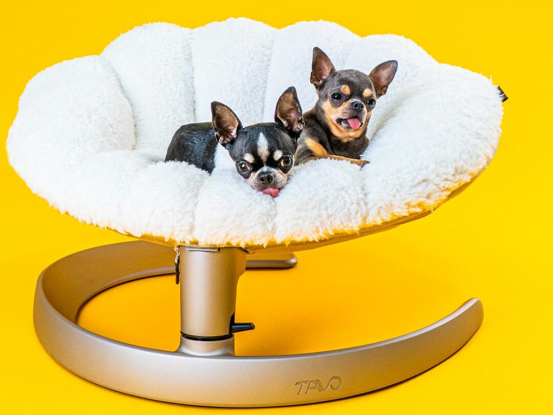 Two chihuahuas in a Tavo Shell bed