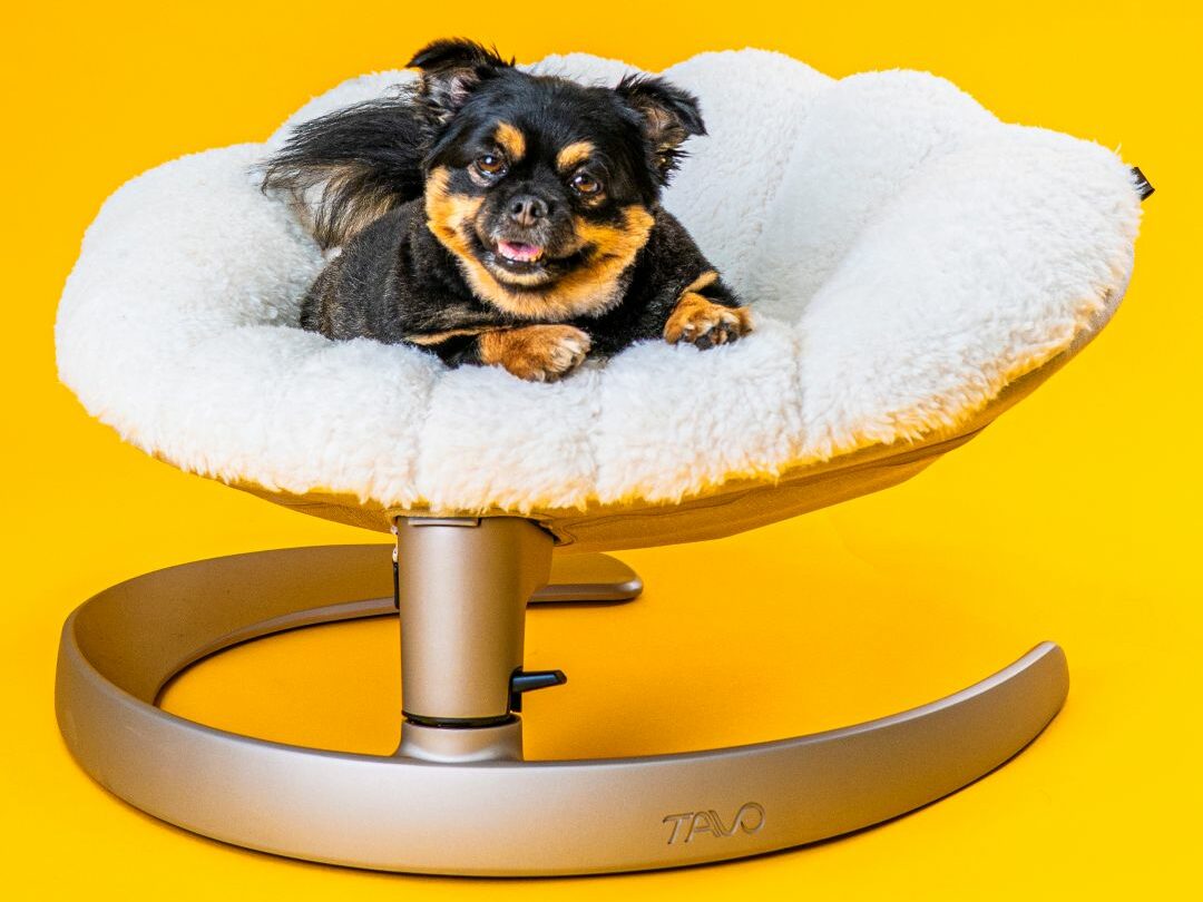 A pom-chi sitting in a Tavo Shell bed