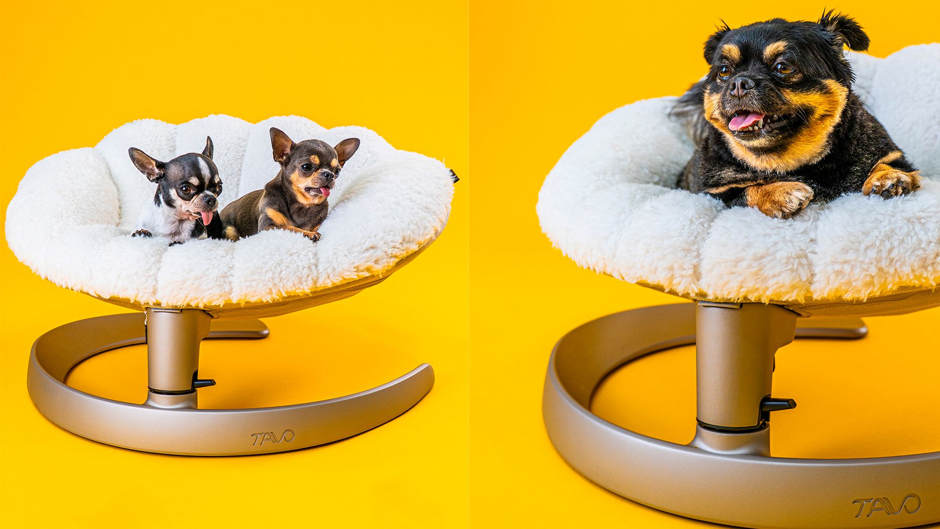 Comoposite of two chihuahuas on a pet bed and a pom-chi on a pet bed
