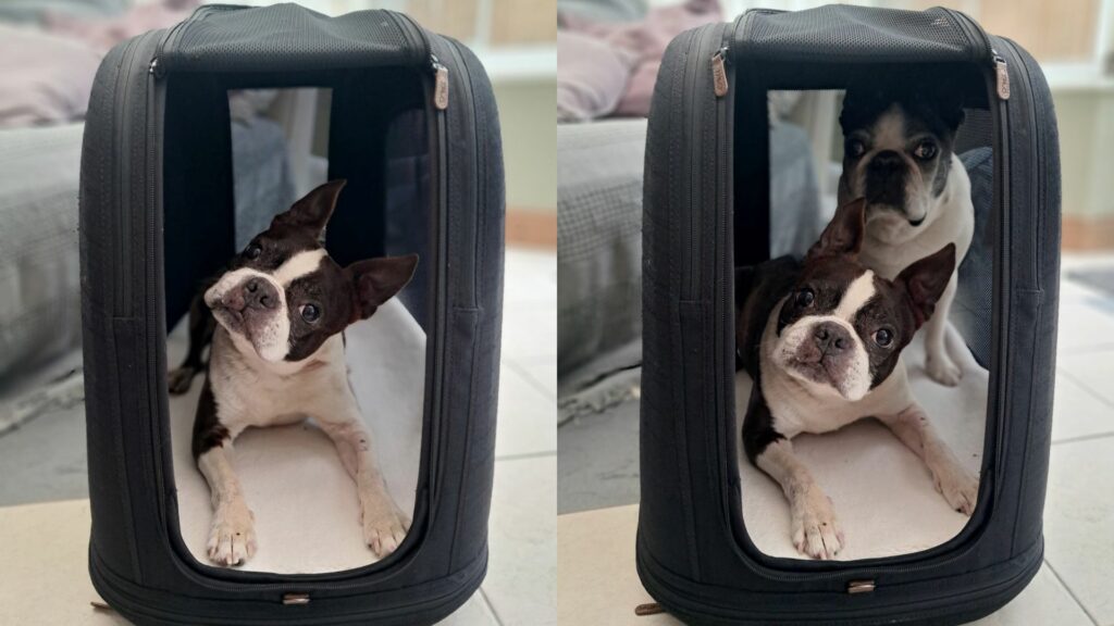 Composite images showing Boston terriers sitting in a dog crate
