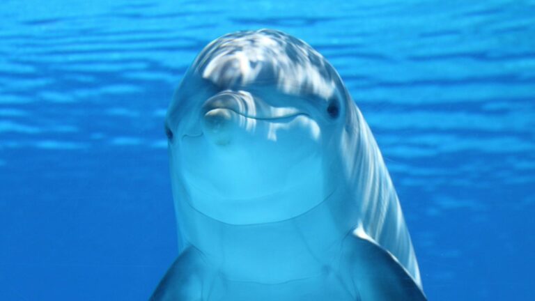 A smiling dolphin swimming in the ocean