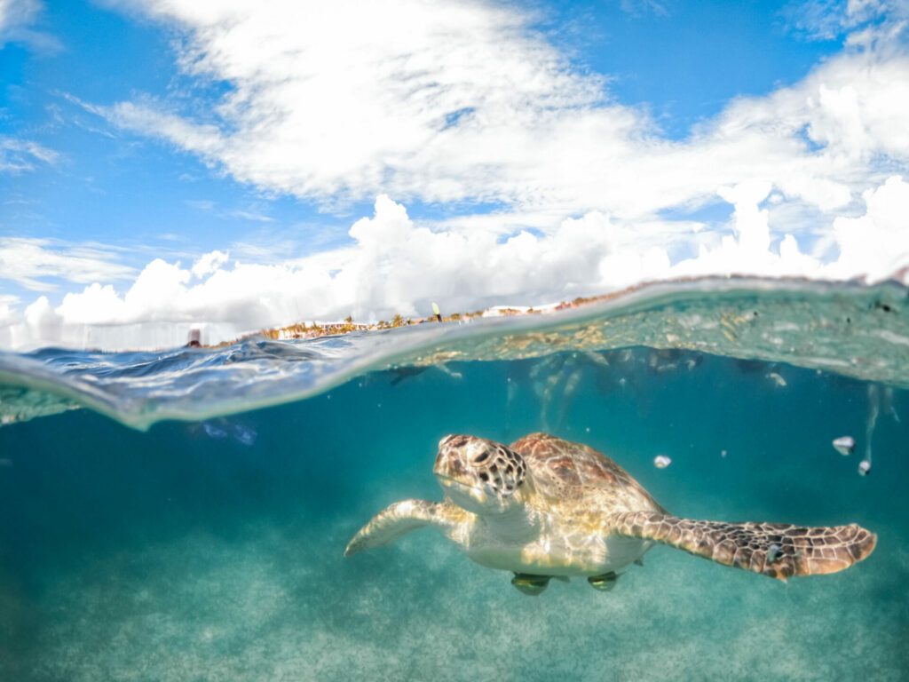 Akumal Bay turtle 