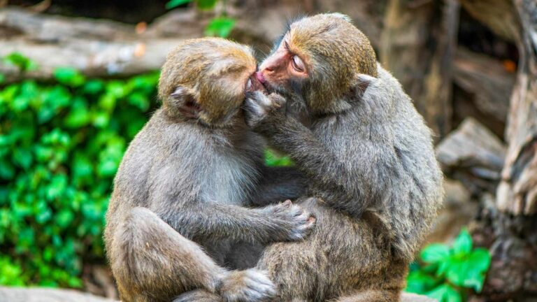 monkeys kissing