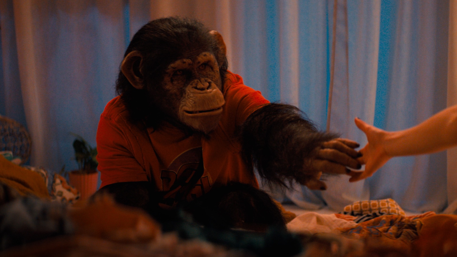 a chimp named Ben in a red t-shirt; a still from Primate