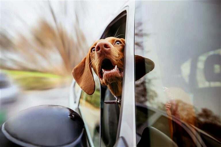 Dog with head out of car window