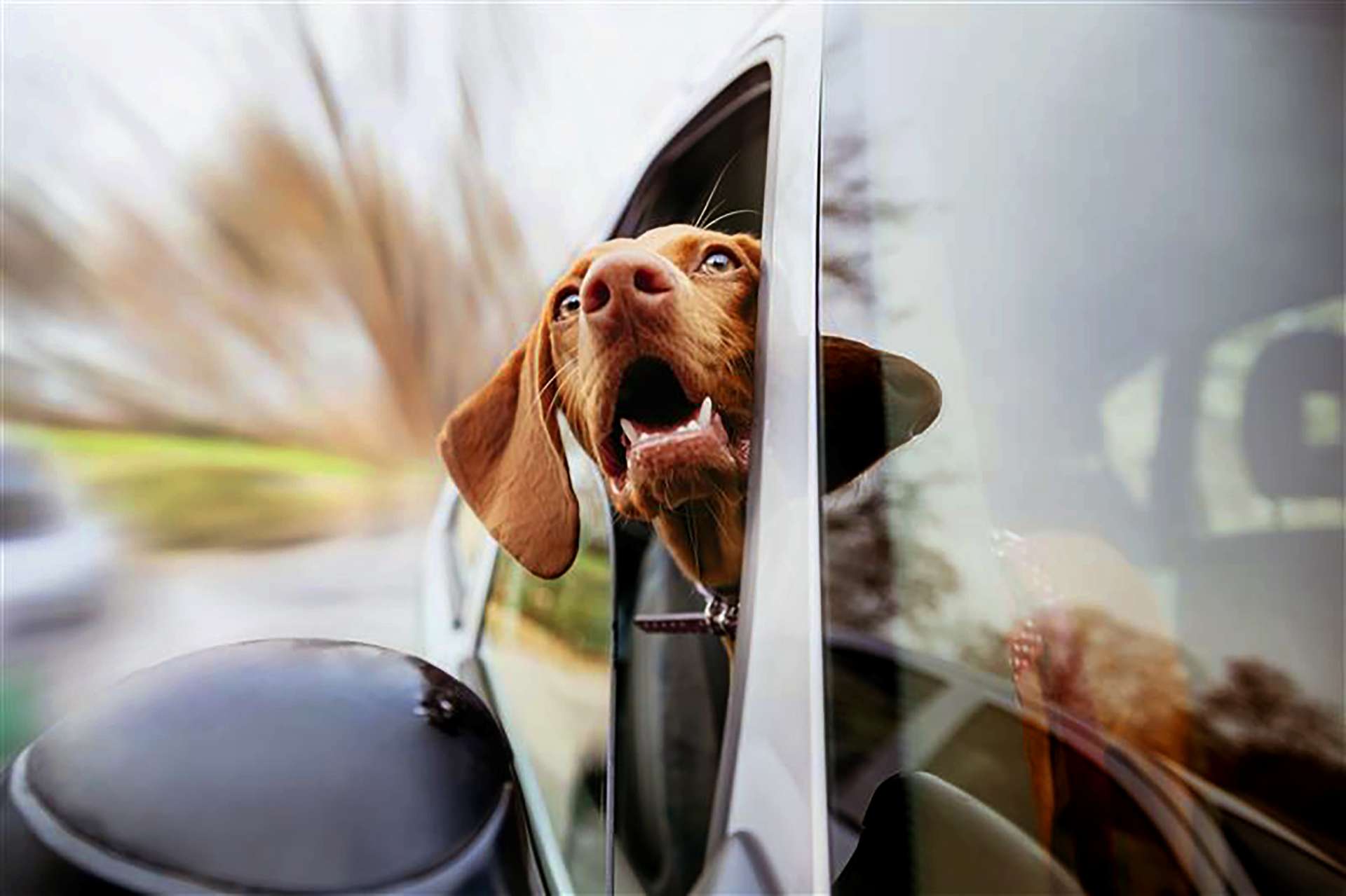 Dog with head out of car window