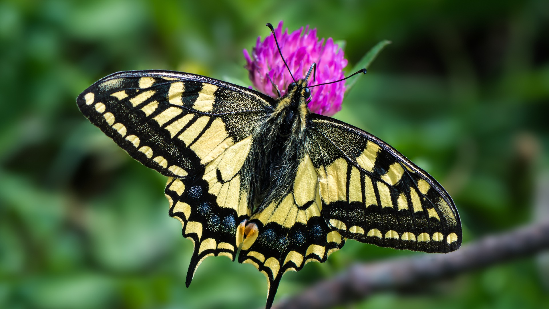 a swallowtail butterfly close-up
