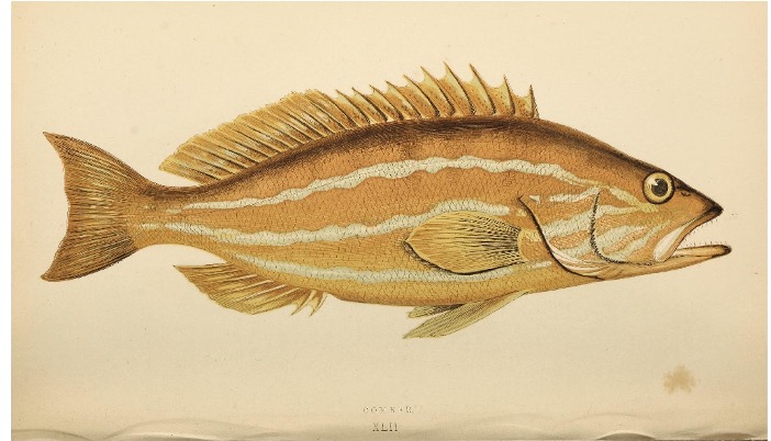 aSerranus drawing, yellow