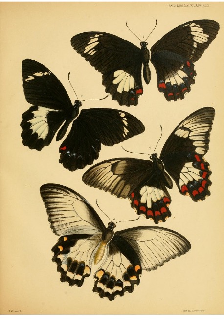 swallowtail butterflies drawing, old times
