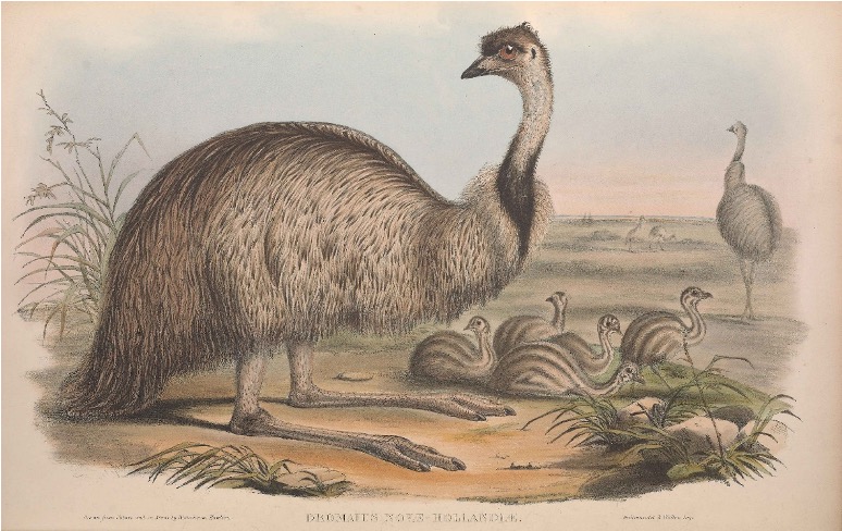 a drawing of an emu from 1848